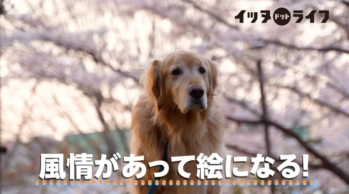 ゴールデン,動画,イッヌドットライフ