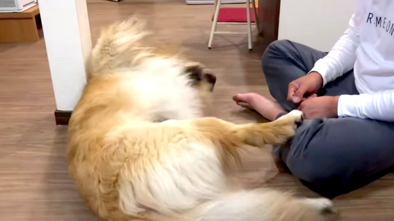 ゴールデンレトリーバー,動画