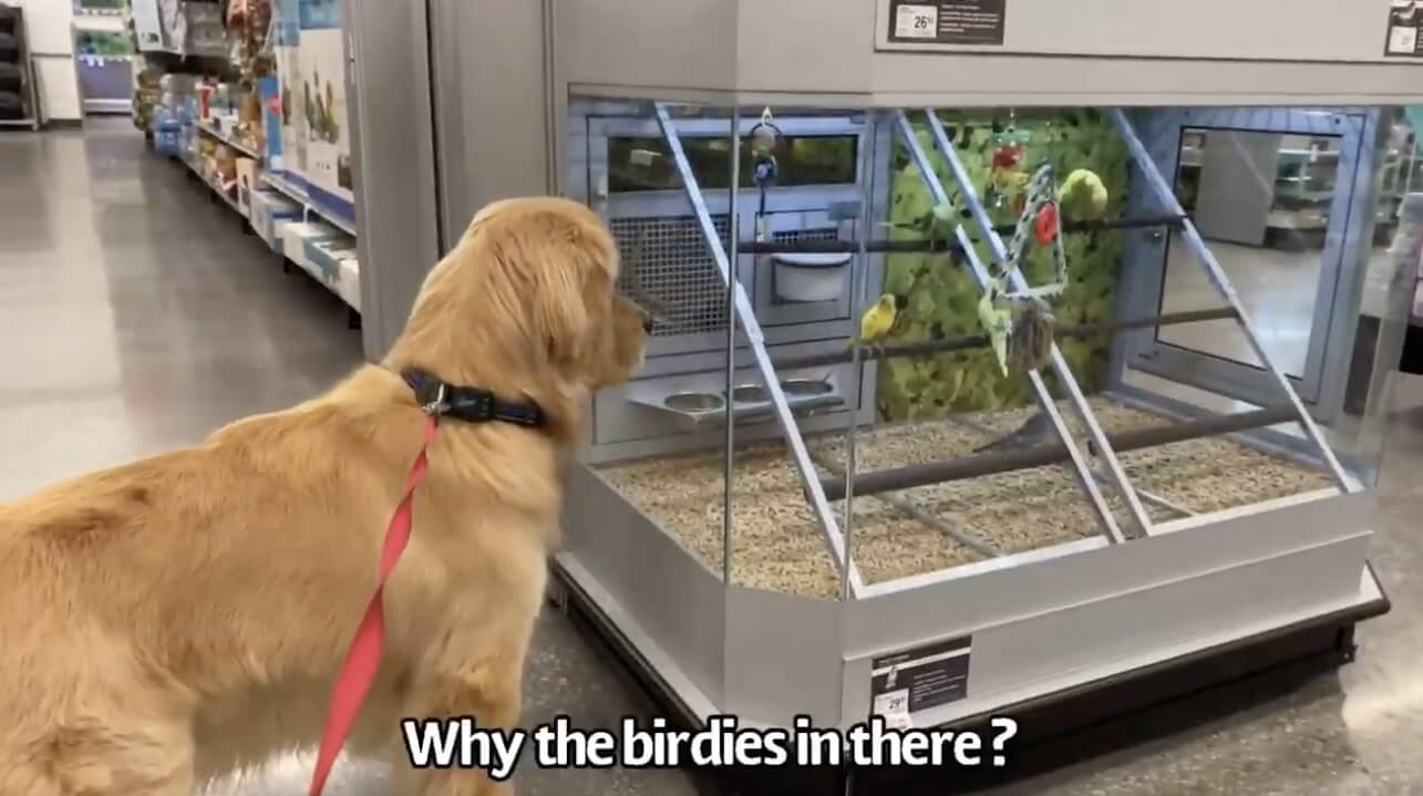 ゴールデンレトリーバー,動画