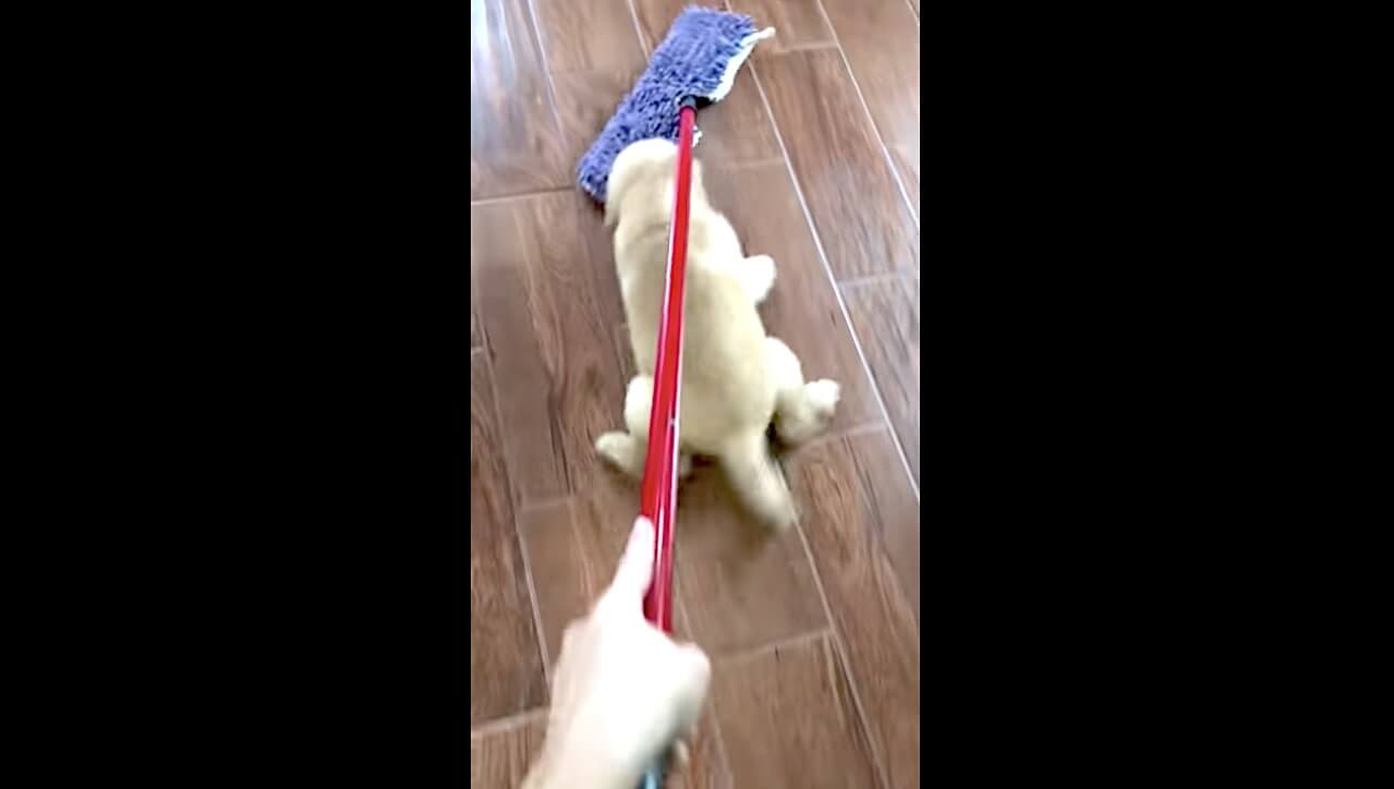 ゴールデンレトリーバー,動画