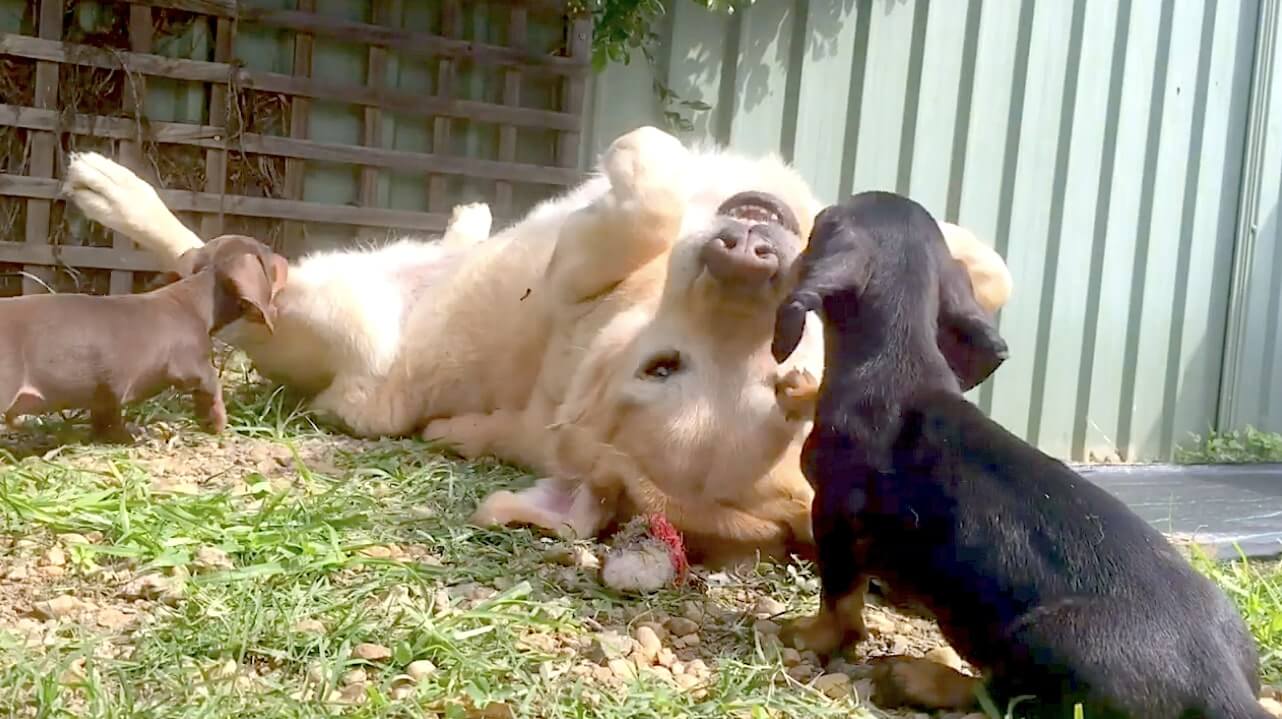 ゴールデンレトリーバー,動画