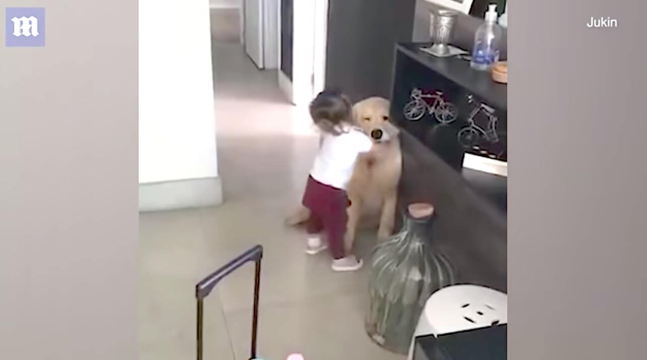 ゴールデンレトリーバー,動画