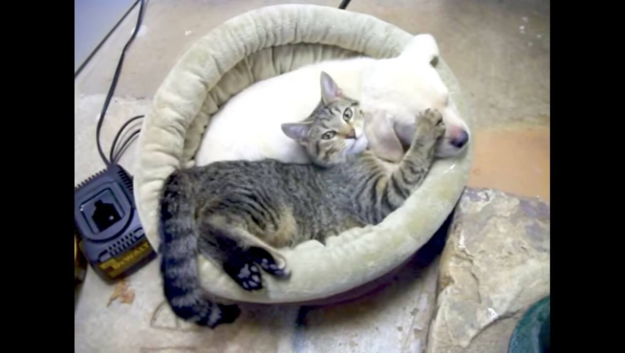 ラブラドールレトリーバー,動画