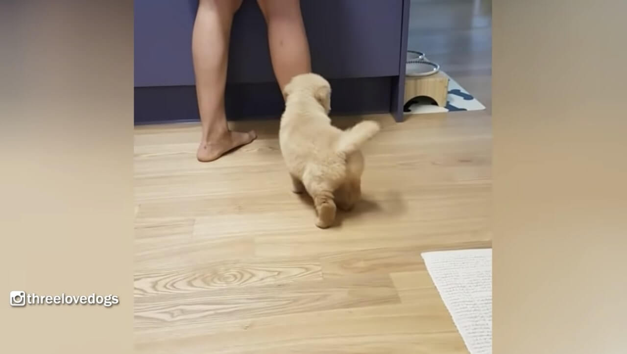 ゴールデンレトリーバー,動画