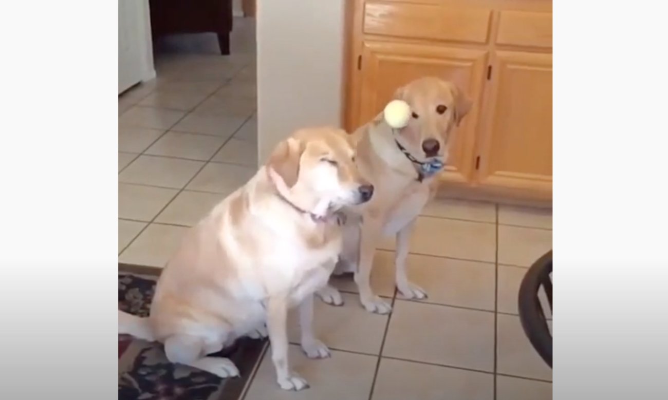 ラブラドールレトリーバー,動画