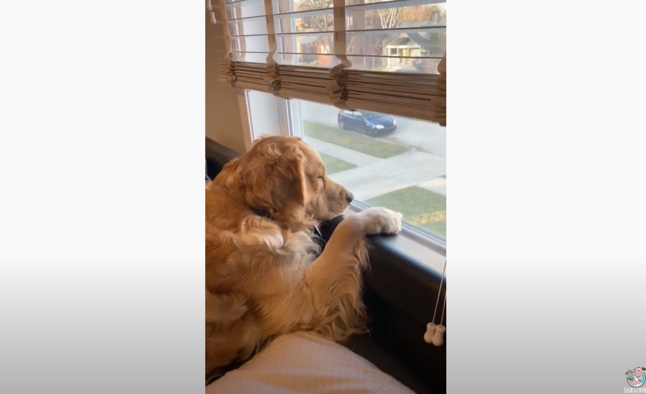 ゴールデンレトリーバー,動画
