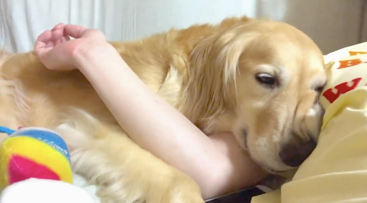 ゴールデンレトリーバー,動画