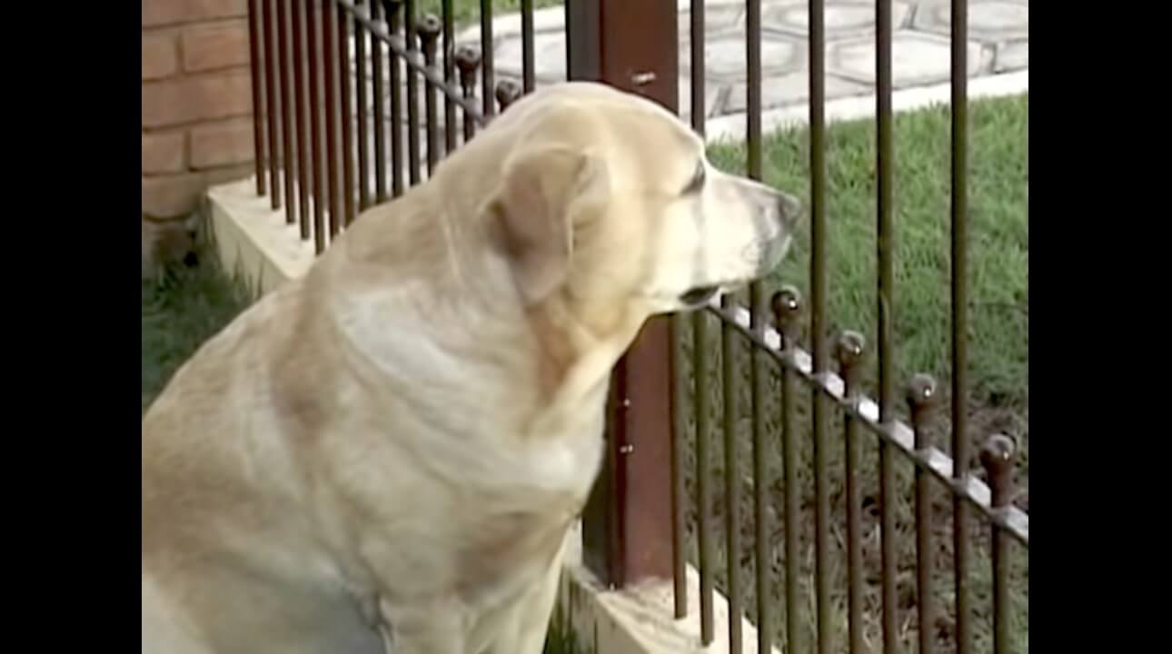 ラブラドールレトリーバー,動画