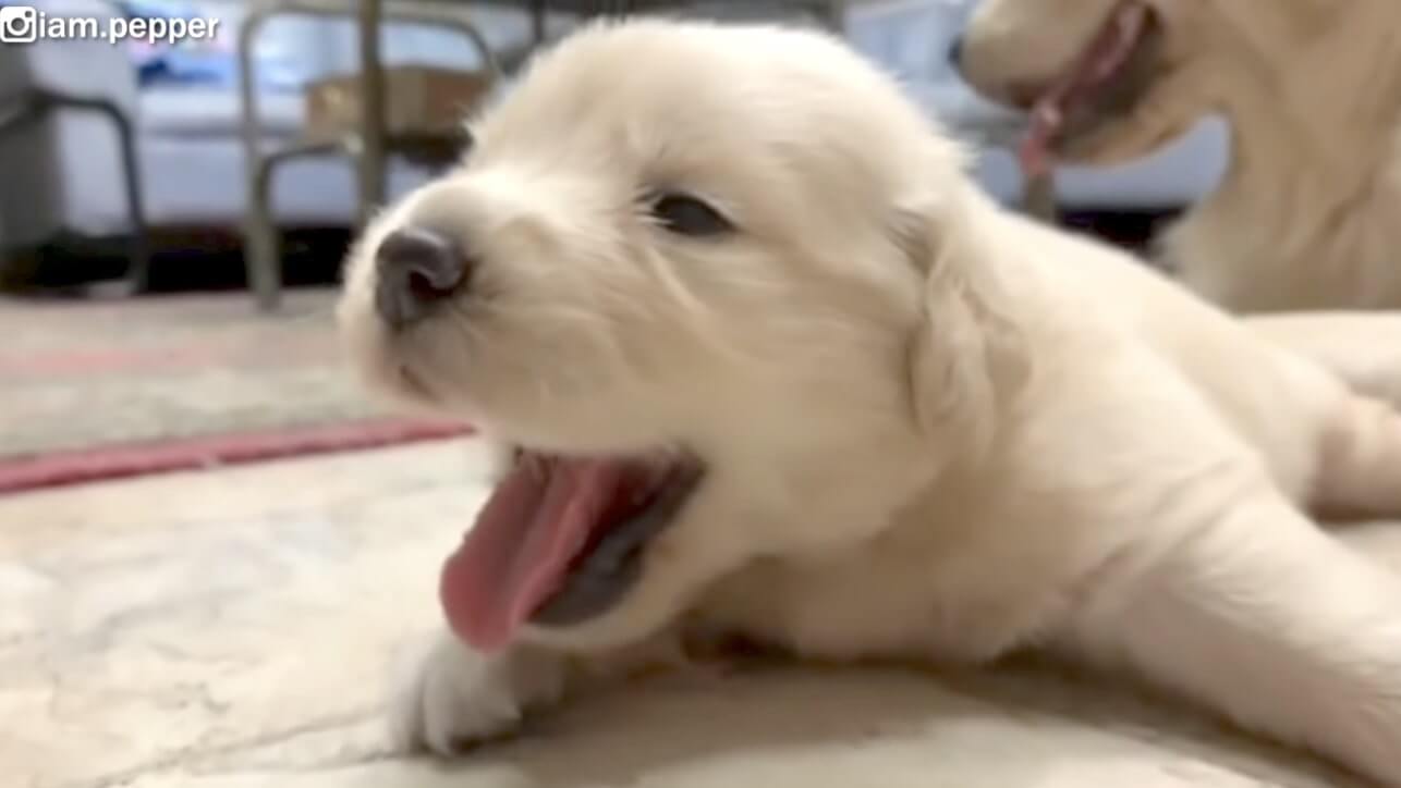 ゴールデンレトリーバー,動画