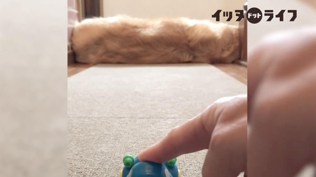 ゴールデン,動画,イッヌドットライフ