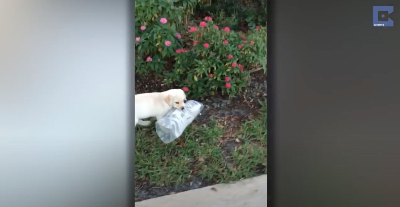 ラブラドールレトリーバー,動画