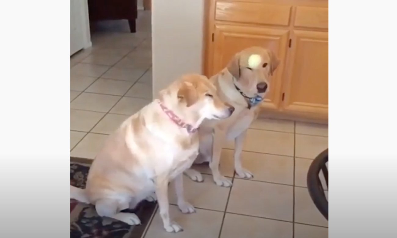 ラブラドールレトリーバー,動画