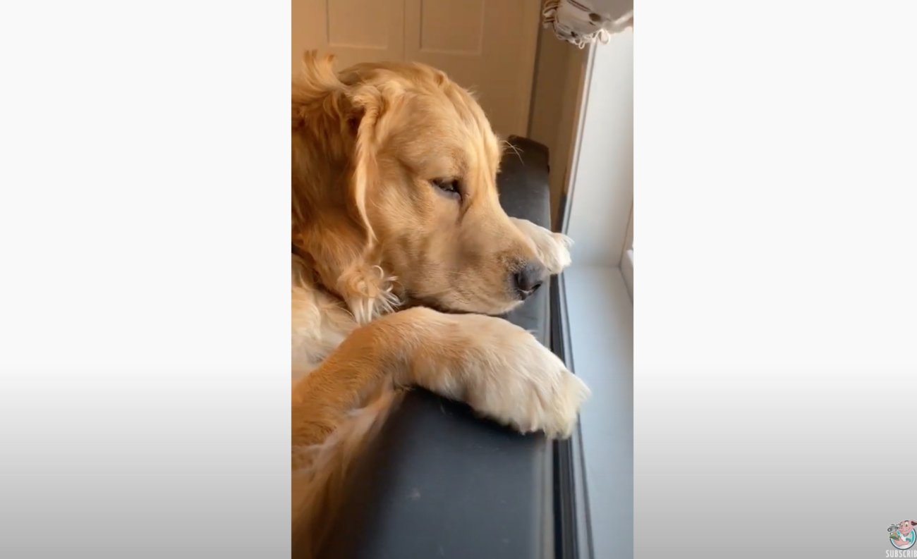 ゴールデンレトリーバー,動画