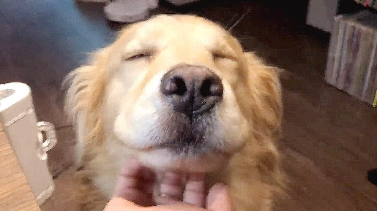 ゴールデンレトリーバー,動画