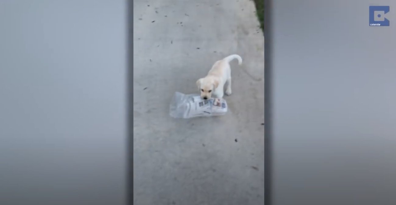 ラブラドールレトリーバー,動画