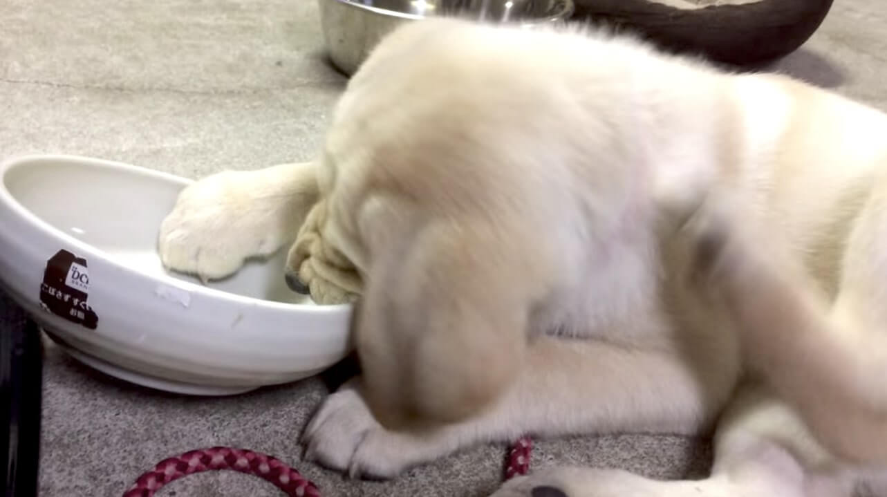 ラブラドールレトリーバー,動画