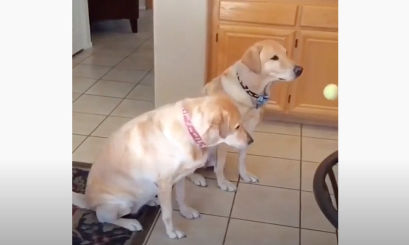 ラブラドールレトリーバー,動画