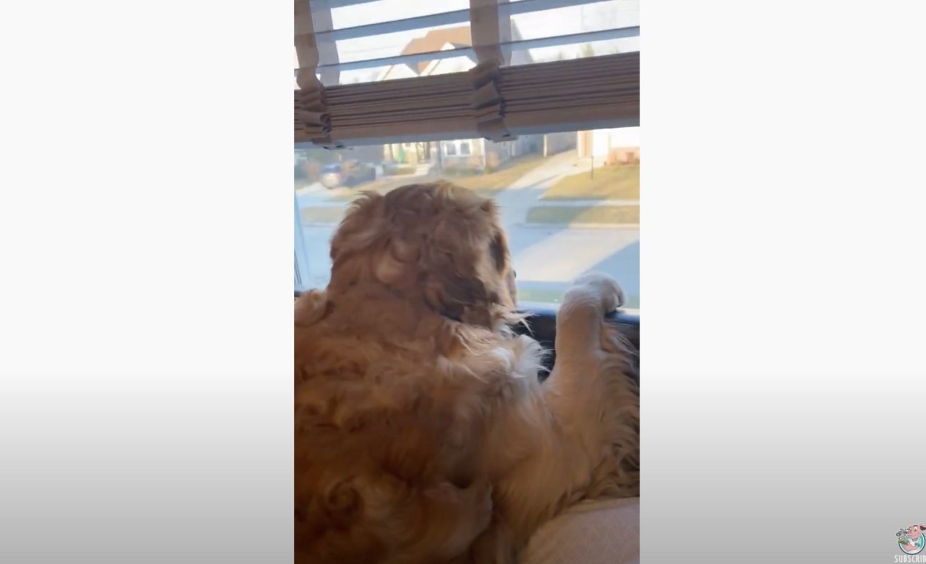 ゴールデンレトリーバー,動画