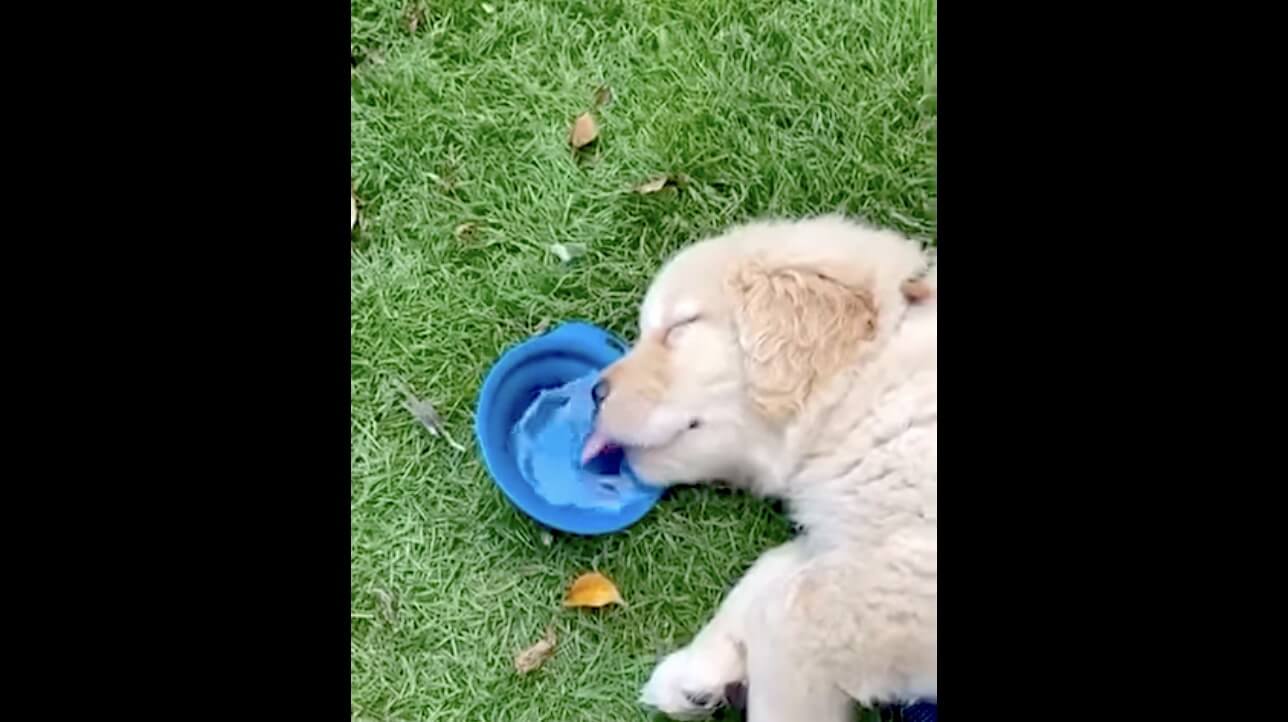 ゴールデンレトリーバー,動画