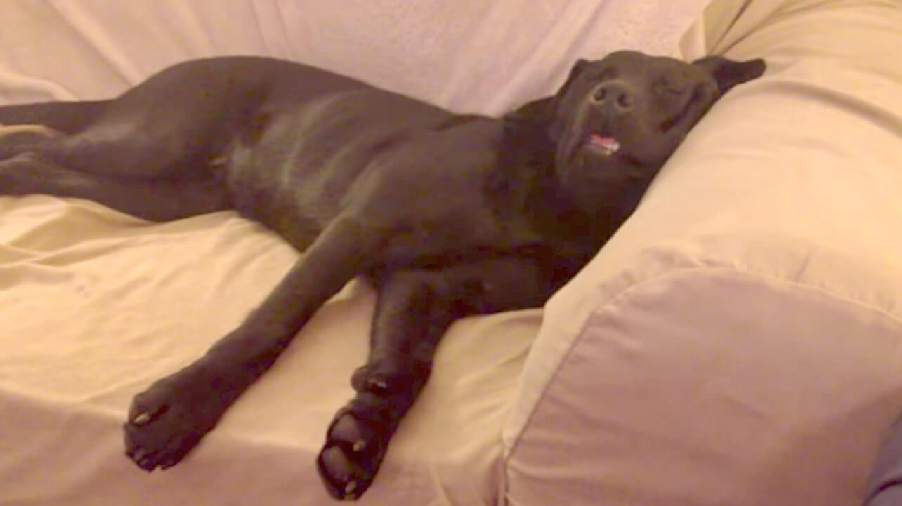 ラブラドールレトリーバー,動画