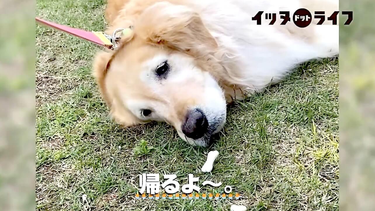 ゴールデンレトリーバー,動画