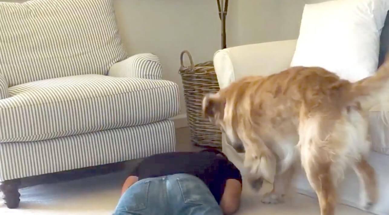 ゴールデンレトリーバー,動画