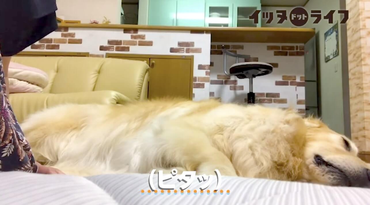 ゴールデン,動画,イッヌドットライフ