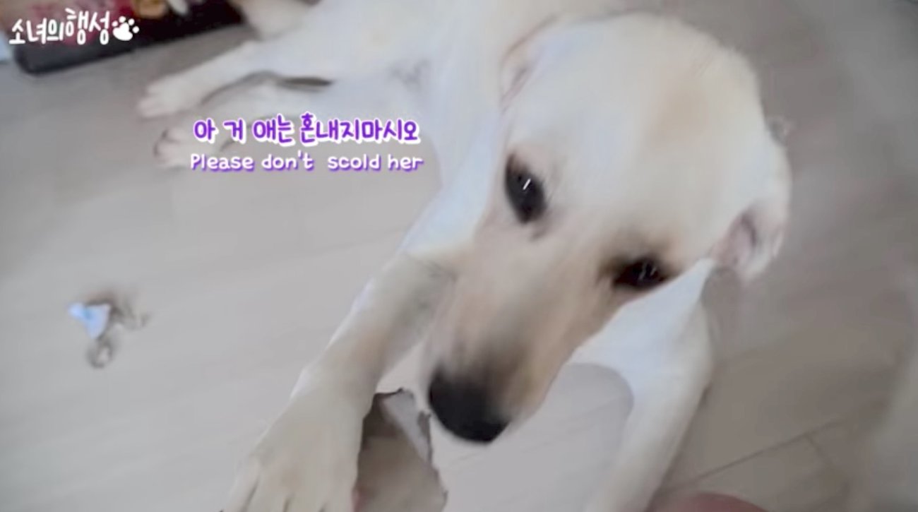 ラブラドールレトリーバー,動画