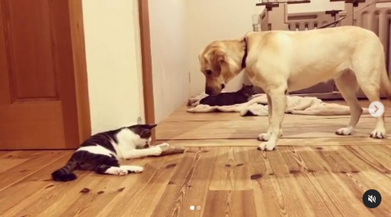 ラブラドールレトリーバー,動画