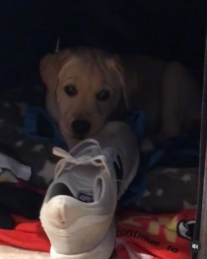 ラブラドールレトリーバー,動画