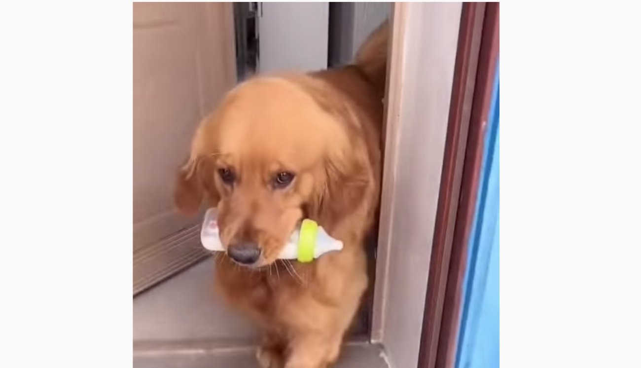 ゴールデンレトリーバー,動画