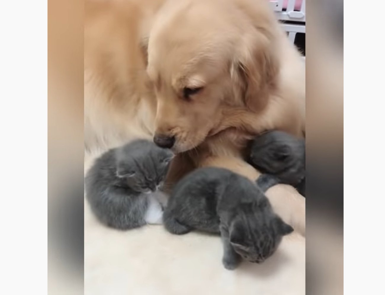 ゴールデンレトリーバー,動画