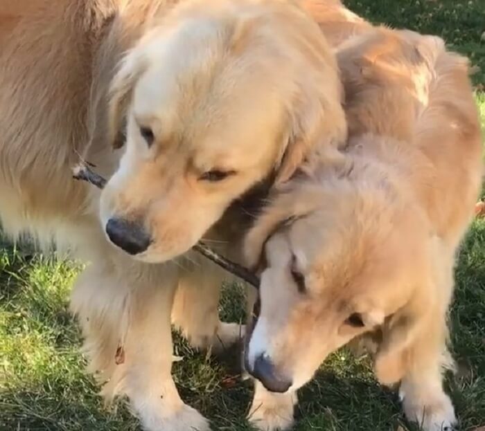 ゴールデンレトリーバー,動画