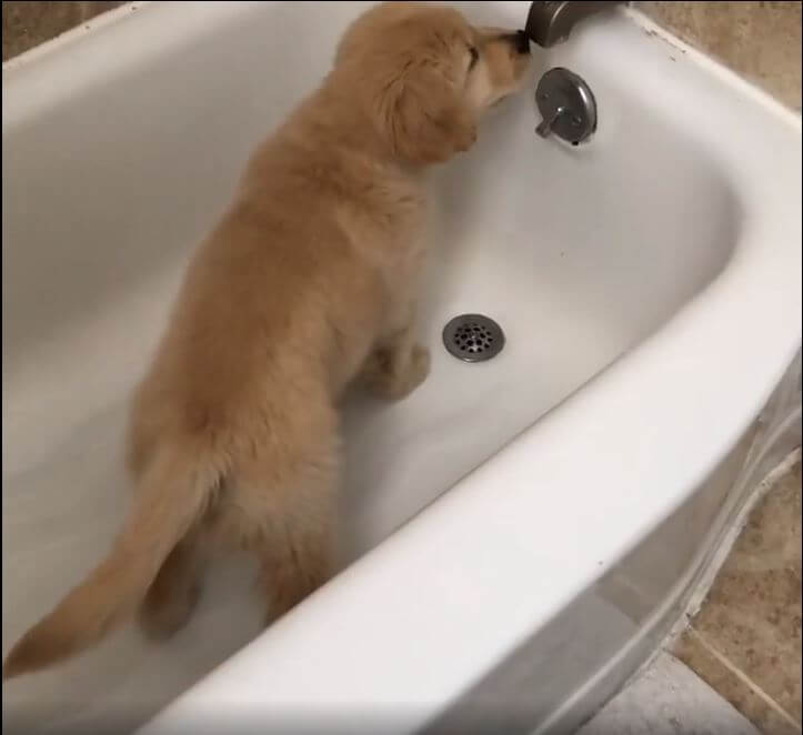 ゴールデンレトリーバー,動画