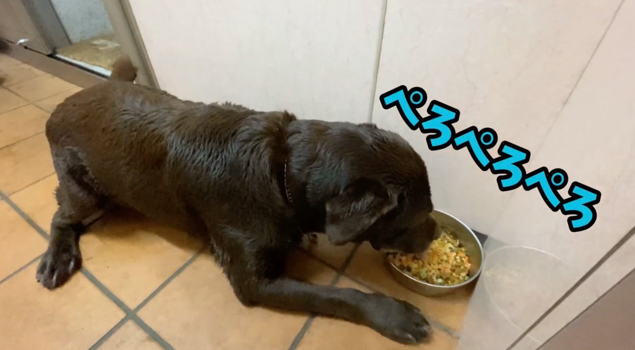 ラブラドールレトリーバー,動画