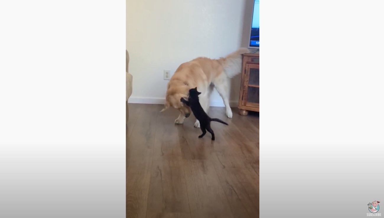 ゴールデンレトリーバー,動画