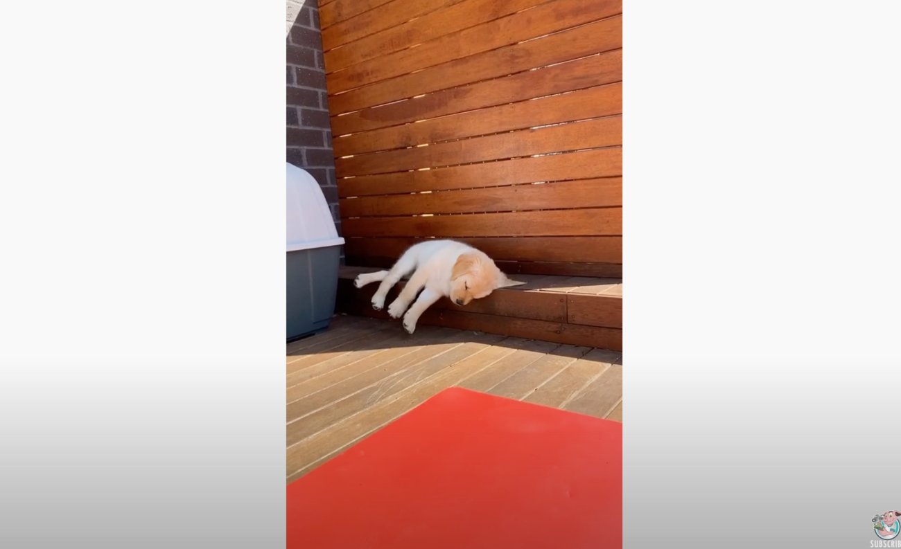 ゴールデンレトリーバー,動画