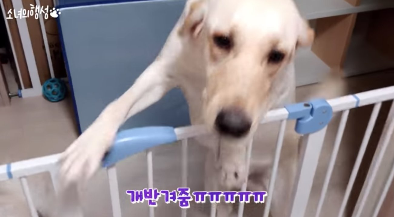 ラブラドールレトリーバー,動画