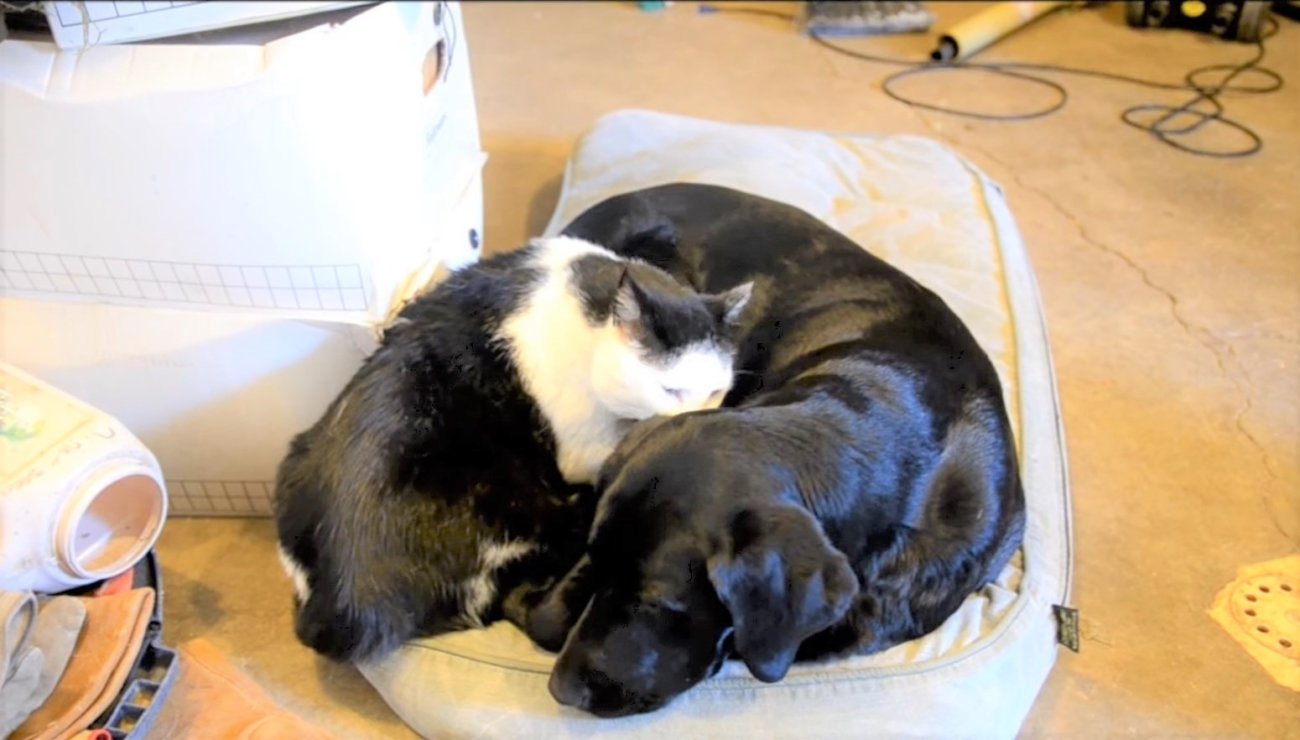 ラブラドールレトリーバー,動画