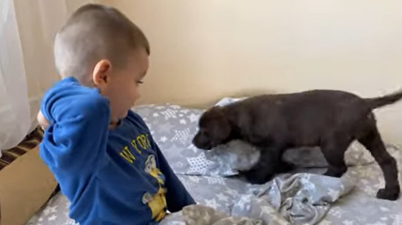 ラブラドールレトリーバー,動画