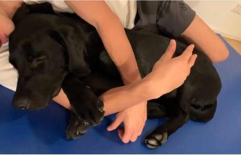 ラブラドールレトリーバー,動画