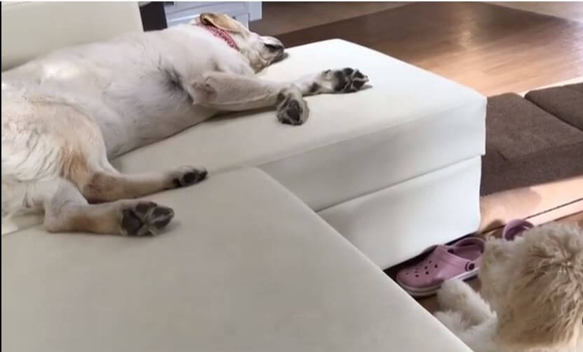 ラブラドールレトリーバー,動画