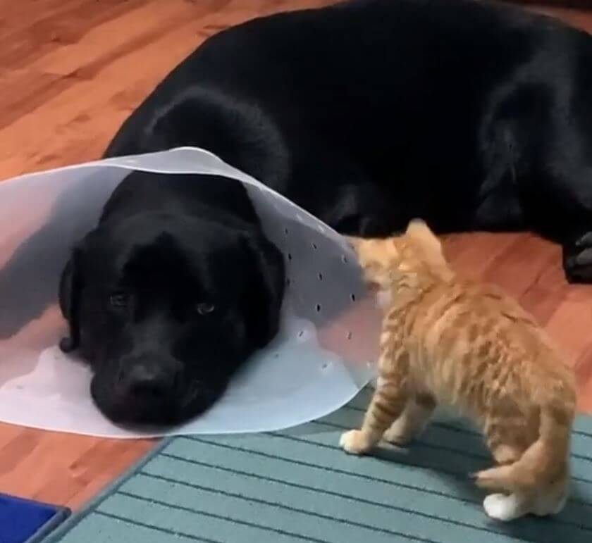 ラブラドールレトリーバー,動画