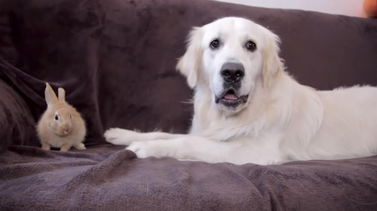 ゴールデンレトリーバー,動画