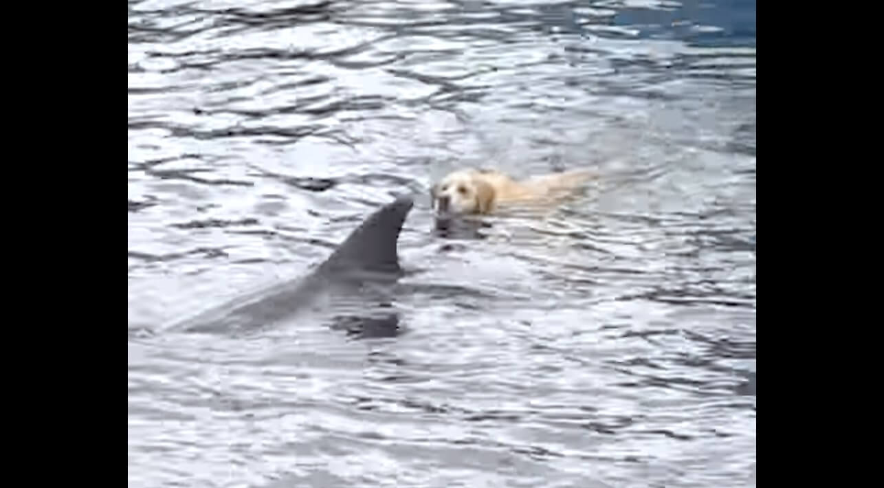 ラブラドールレトリーバー,動画