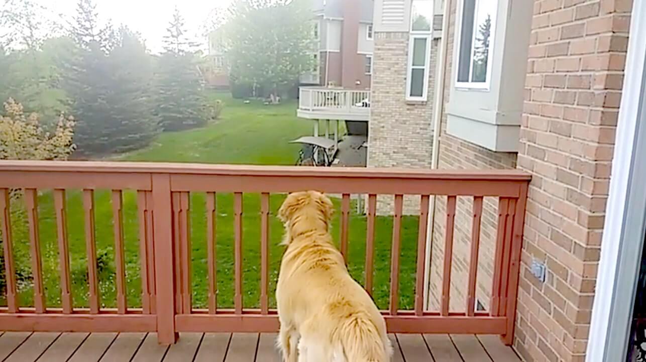 ゴールデンレトリーバー,動画