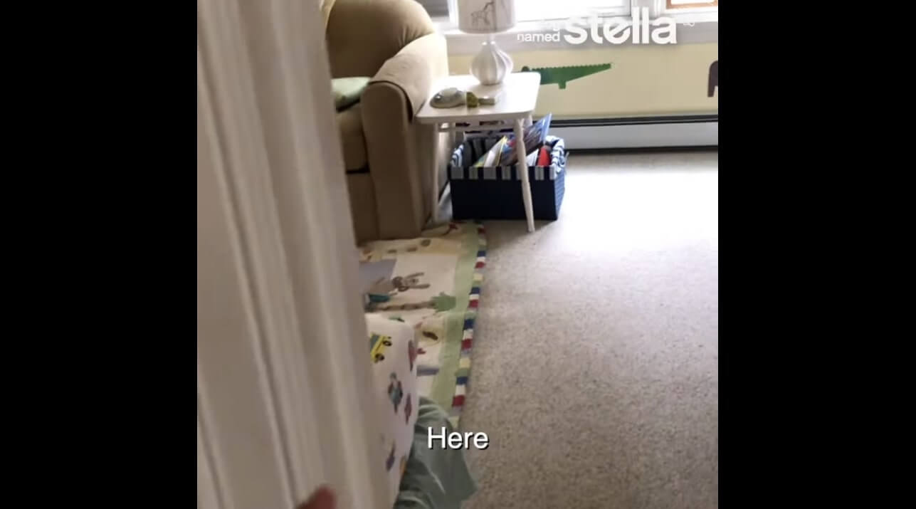 ラブラドールレトリーバー,動画