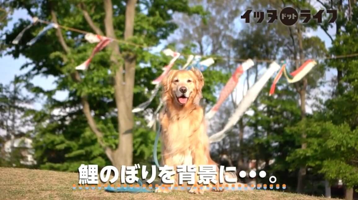 ゴールデン,動画,イッヌドットライフ