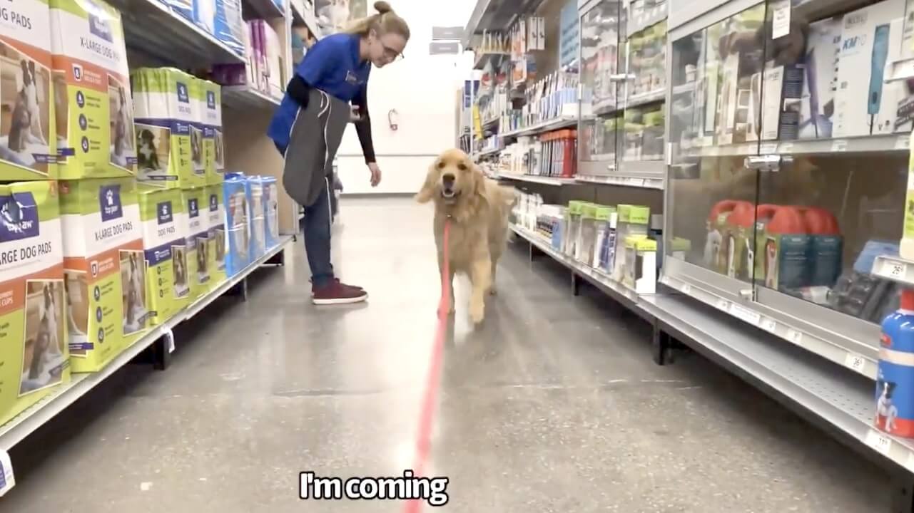 ゴールデンレトリーバー,動画