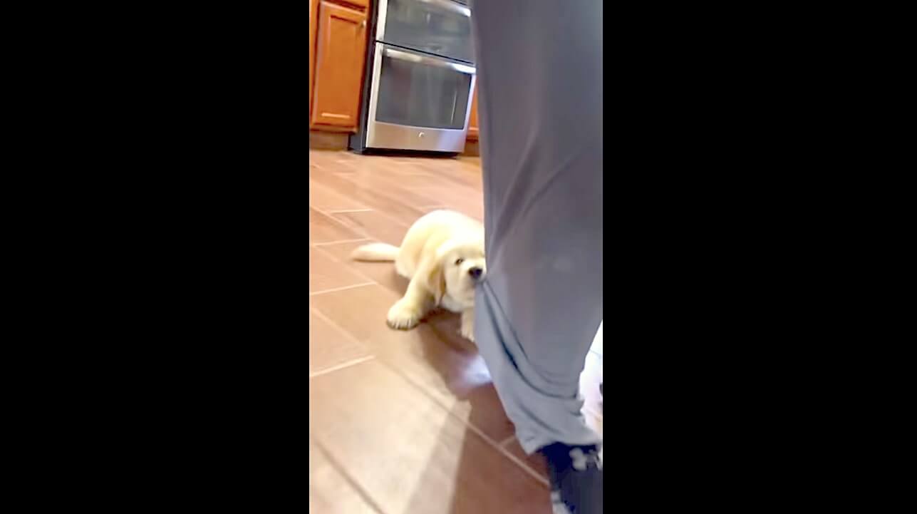 ゴールデンレトリーバー,動画